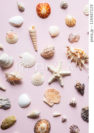 Collection of various seashells and starfish. Beach and summer concept 116987229