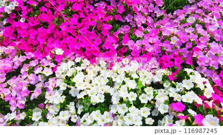 満開のペチュニアの花壇の風景 116987245