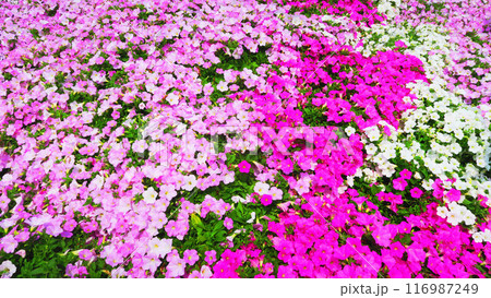 満開のペチュニアの花壇の風景 116987249