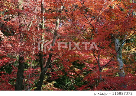 山が燃える 山が燃える 116987372