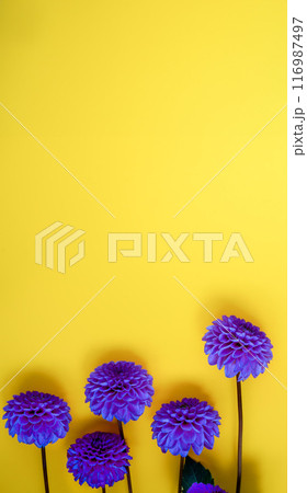 Dahlia flower bouquet on a yellow background. Blue buds. 116987497