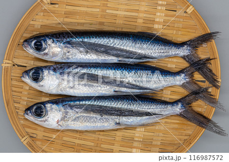 ざるに並べた飛び魚三匹 ざるに並べた飛び魚三匹 116987572