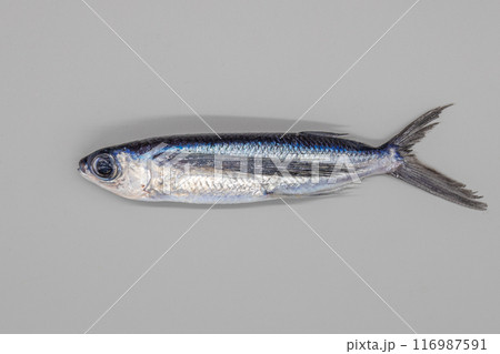 グレー背景と飛び魚 グレー背景と飛び魚 116987591