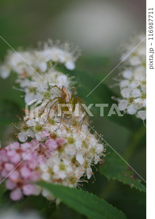クモと源平シモツケの花 116987711