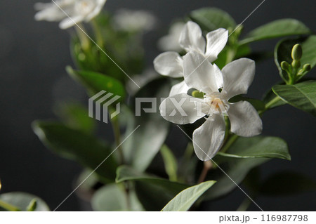 白い花の鉢植え 白い花の鉢植え 116987798