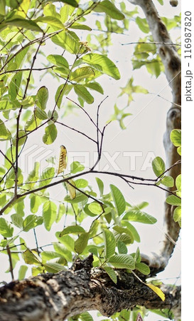 A tree with green leaves and a bird sitting on a branch 116987820