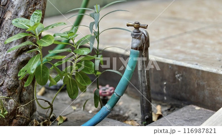 Garden Water Tap with Hose and Green Plants 116987821