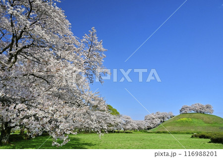 さきたま古墳公園内の桜と墳丘頂に桜咲く丸墓山古墳 116988201