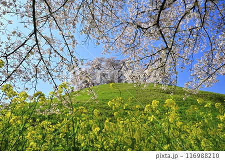 さきたま古墳公園内の桜と菜の花に墳丘頂に桜咲く丸墓山古墳 さきたま古墳公園内の桜と菜の花に墳丘頂に桜咲く丸墓山古墳 116988210