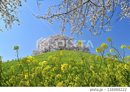 さきたま古墳公園内の桜と菜の花に墳丘頂に桜咲く丸墓山古墳 さきたま古墳公園内の桜と菜の花に墳丘頂に桜咲く丸墓山古墳 116988222