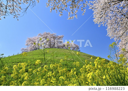 さきたま古墳公園内の桜と菜の花に墳丘頂に桜咲く丸墓山古墳 116988223