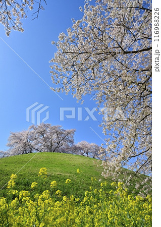 さきたま古墳公園内の桜と菜の花に墳丘頂に桜咲く丸墓山古墳 116988226
