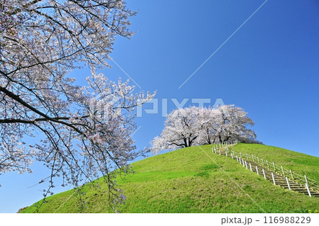 さきたま古墳公園内の桜と墳丘頂に桜咲く丸墓山古墳 さきたま古墳公園内の桜と墳丘頂に桜咲く丸墓山古墳 116988229