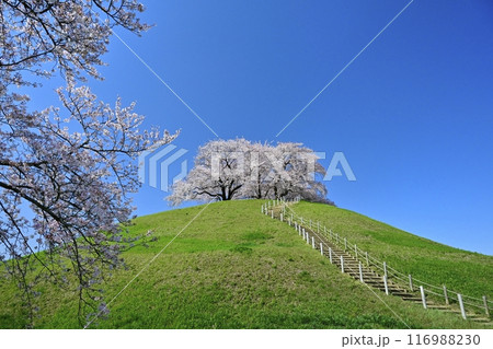 さきたま古墳公園内の桜と墳丘頂に桜咲く丸墓山古墳 さきたま古墳公園内の桜と墳丘頂に桜咲く丸墓山古墳 116988230