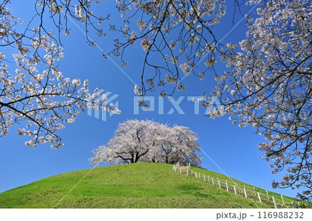 さきたま古墳公園内の桜と墳丘頂に桜咲く丸墓山古墳 さきたま古墳公園内の桜と墳丘頂に桜咲く丸墓山古墳 116988232