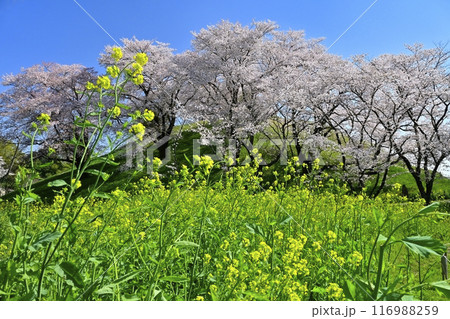 さきたま古墳公園内の桜咲く丸墓山古墳に菜の花 116988259