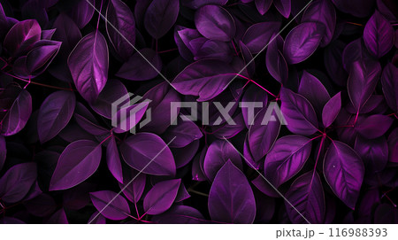 abstract card with purple leaves, dark plant background concept or phone wallpaper abstract card with purple leaves, dark plant background concept or phone wallpaper 116988393