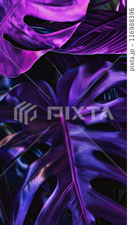 Purple monstera leaves, abstract postcard or vertical phone wallpaper 116988396