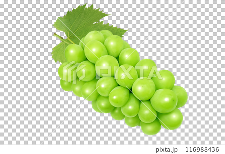 閃耀馬斯喀特插畫真實 116988436