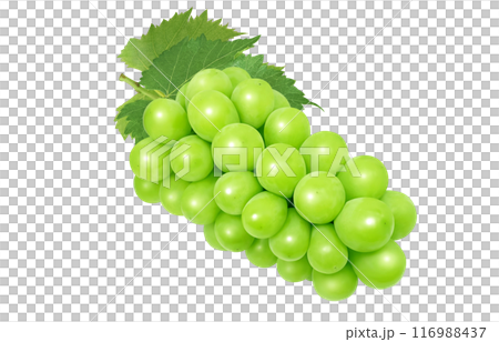 閃耀馬斯喀特插畫真實 116988437