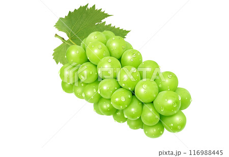 シャインマスカット イラスト リアル 116988445