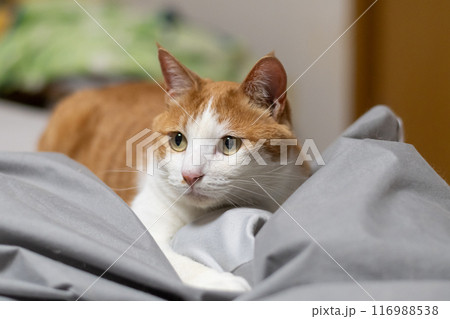 見つめる猫 茶トラ白 見つめる猫 茶トラ白 116988538