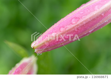 雨に濡れたピンク色のユリの花のつぼみ 116988671