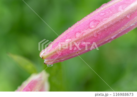 雨に濡れたピンク色のユリの花のつぼみ 116988673
