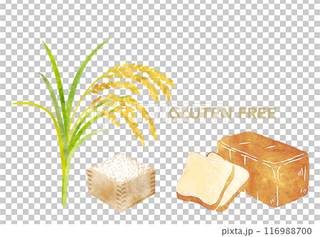無麩質圖像插圖米和米粉麵包手繪水彩 116988700