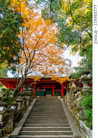 【奈良県】鮮やかな紅葉が綺麗な春日大社 116988777