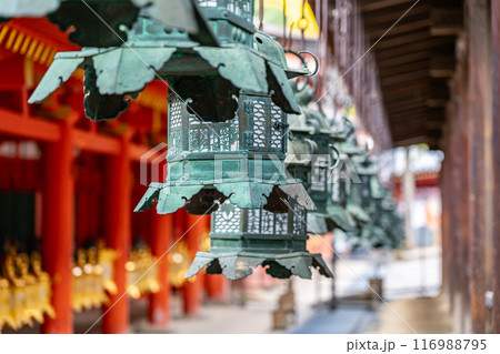 【奈良県】春日大社に並ぶたくさんの灯籠 【奈良県】春日大社に並ぶたくさんの灯籠 116988795