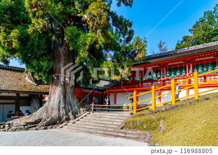 【奈良県】春日大社の林檎の庭にある大杉 116988805