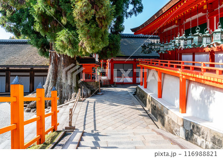 【奈良県】春日大社の林檎の庭にある大杉 【奈良県】春日大社の林檎の庭にある大杉 116988821