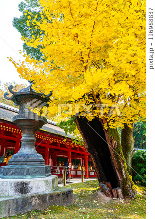 【奈良県】大きな銀杏の木が綺麗な春日大社 116988837