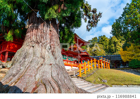 【奈良県】春日大社の林檎の庭にある大杉 116988841