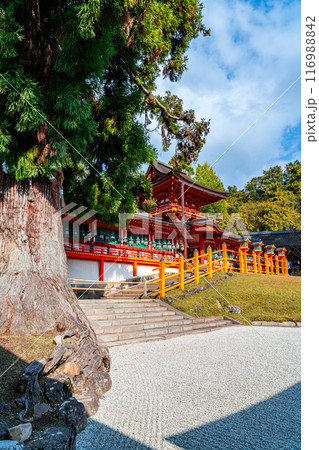 【奈良県】春日大社の林檎の庭にある大杉 【奈良県】春日大社の林檎の庭にある大杉 116988842