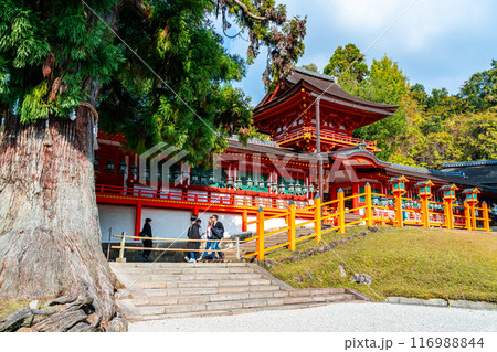 【奈良県】大杉が印象的な春日大社の林檎の庭 116988844
