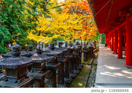 【奈良県】鮮やかな紅葉が綺麗な春日大社 116988848