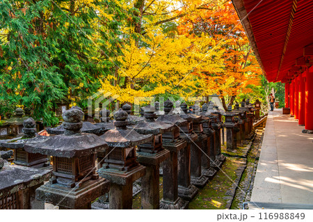【奈良県】鮮やかな紅葉が綺麗な春日大社 116988849