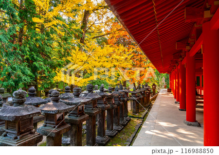 【奈良県】鮮やかな紅葉が綺麗な春日大社 【奈良県】鮮やかな紅葉が綺麗な春日大社 116988850