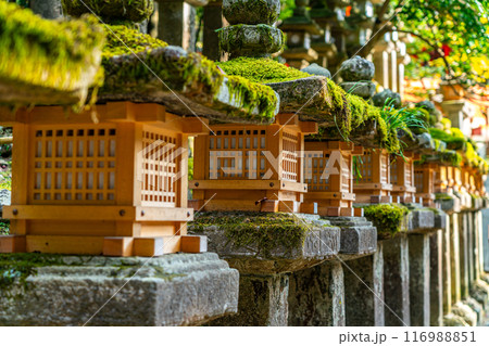 【奈良県】苔に覆われた石灯籠が印象的な春日大社 【奈良県】苔に覆われた石灯籠が印象的な春日大社 116988851