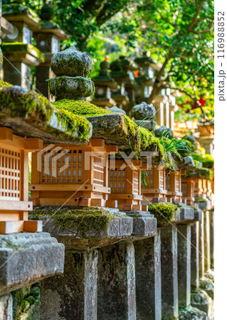 【奈良県】苔に覆われた石灯籠が印象的な春日大社 116988852