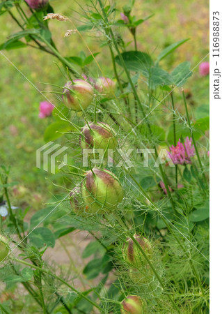 Nigella seed is growing in garden. Seeds in country garden. Medicinal herb. Meadow. 116988873