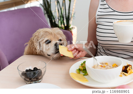 A woman feeds a dog from the table during breakfast. 116988901