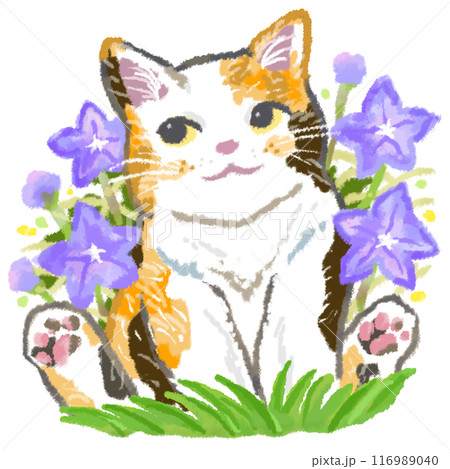 可愛い三毛猫と桔梗の花 可愛い三毛猫と桔梗の花 116989040