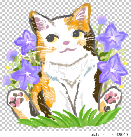 可愛い三毛猫と桔梗の花 可愛い三毛猫と桔梗の花 116989040