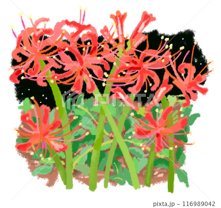 道に咲く彼岸花の花 116989042