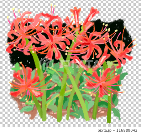 道に咲く彼岸花の花 116989042