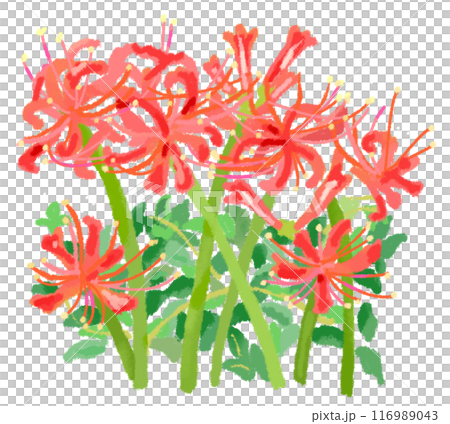 赤い彼岸花のイラスト 116989043