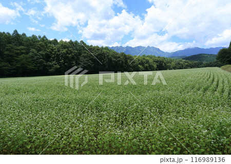白い花が満開な、戸隠高原のそば畑と戸隠連峰 116989136
